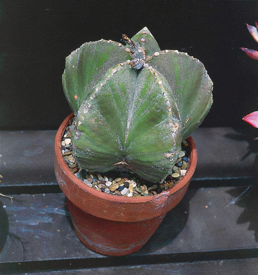 一种特殊多肉名叫鸾凤玉外形圆滚滚