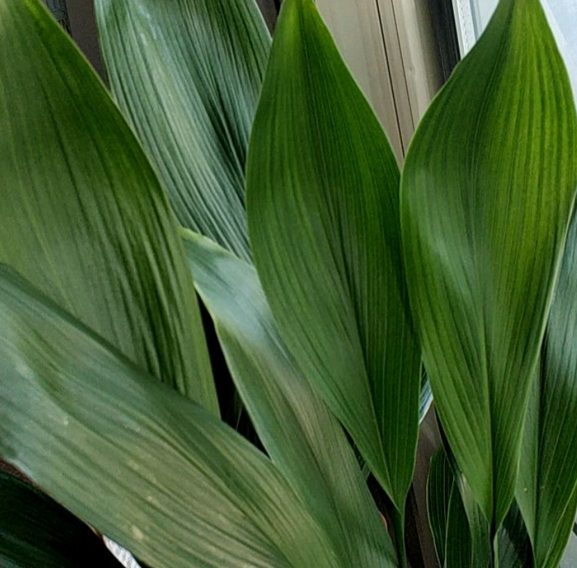 一叶兰叶子发黄,大概养护有问题,看看这3点做好了没!