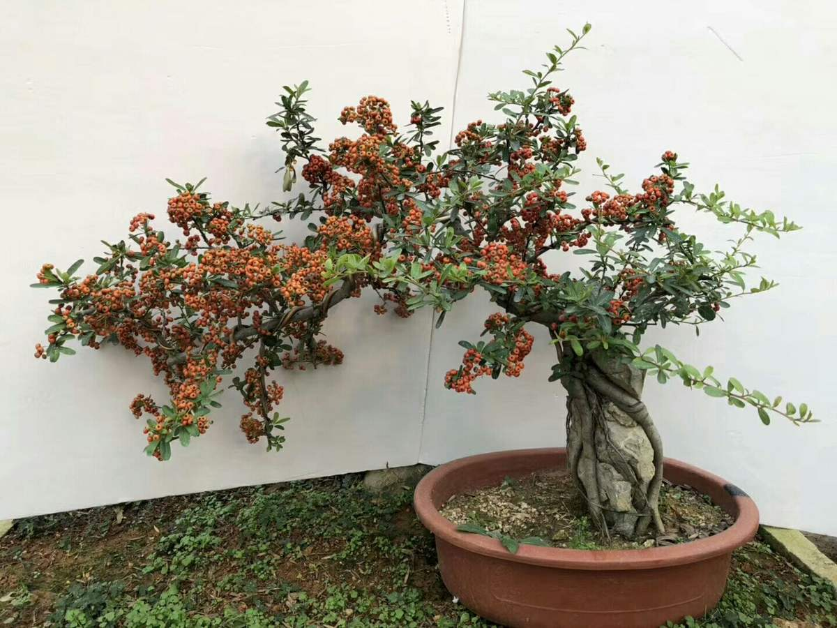 一种花叫做"吉祥果",小时候砍了当柴烧,长大竟然变高端盆景