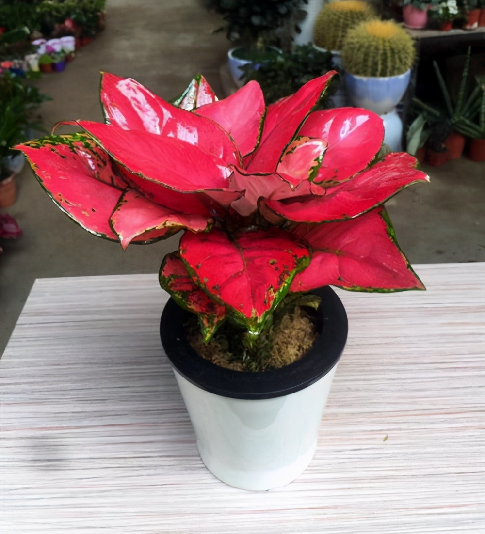 的植物,而市面上较为常见的植株多正面粉绿相间,背面是深沉的大红色