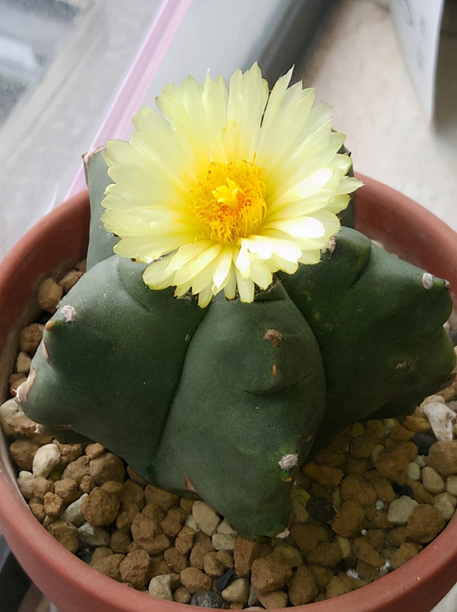 一种特殊多肉名叫鸾凤玉外形圆滚滚