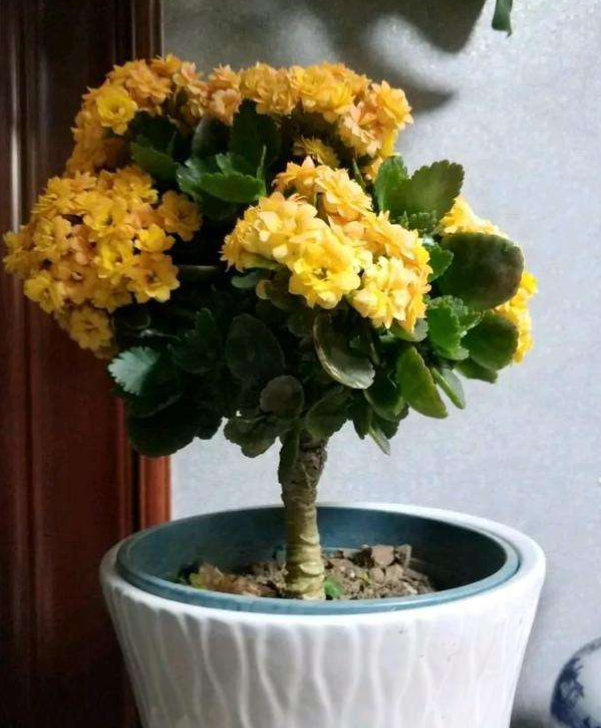 聪明人把长寿花嫁接在老桩上,爆盆简单开花多,一盆花全是花枝