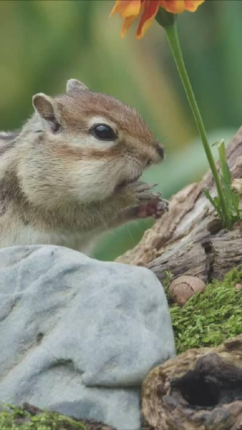 松鼠吃榛子 真香!没想到能塞这么多个 鼓鼓的腮帮子有点可爱