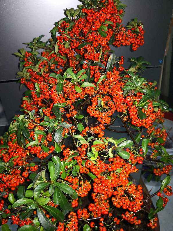 一种花叫做"吉祥果",小时候砍了当柴烧,长大竟然变高端盆景