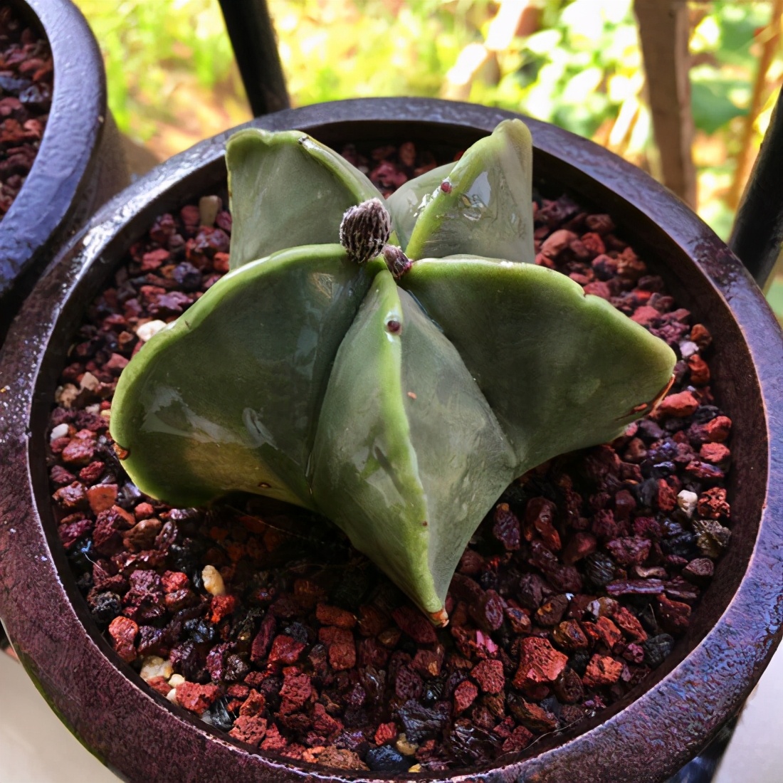 一种特殊多肉名叫鸾凤玉外形圆滚滚