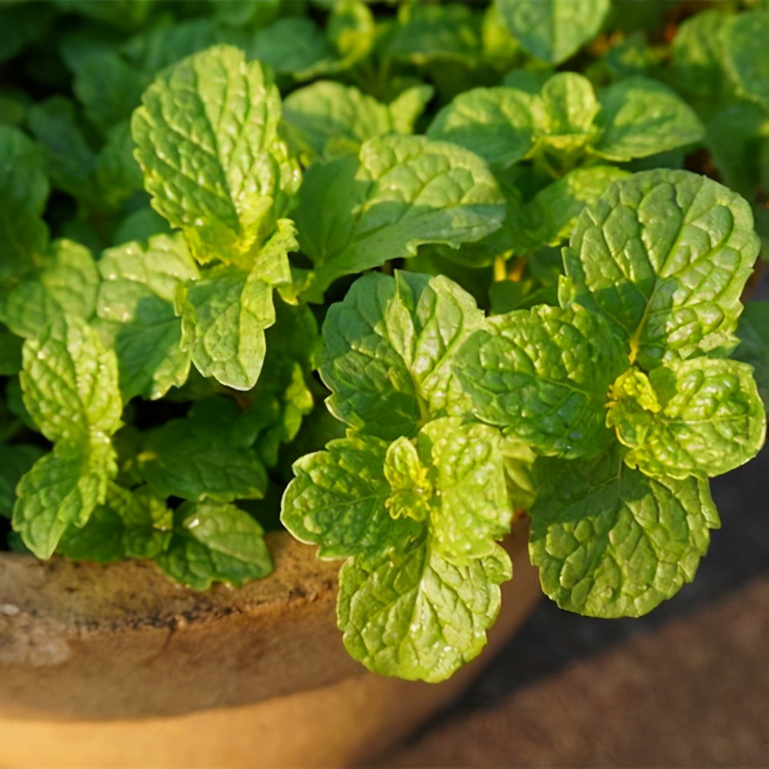 这种时候,就有聪明的商家嗅到了其间的巨大商机,以植物猫薄荷作为原料