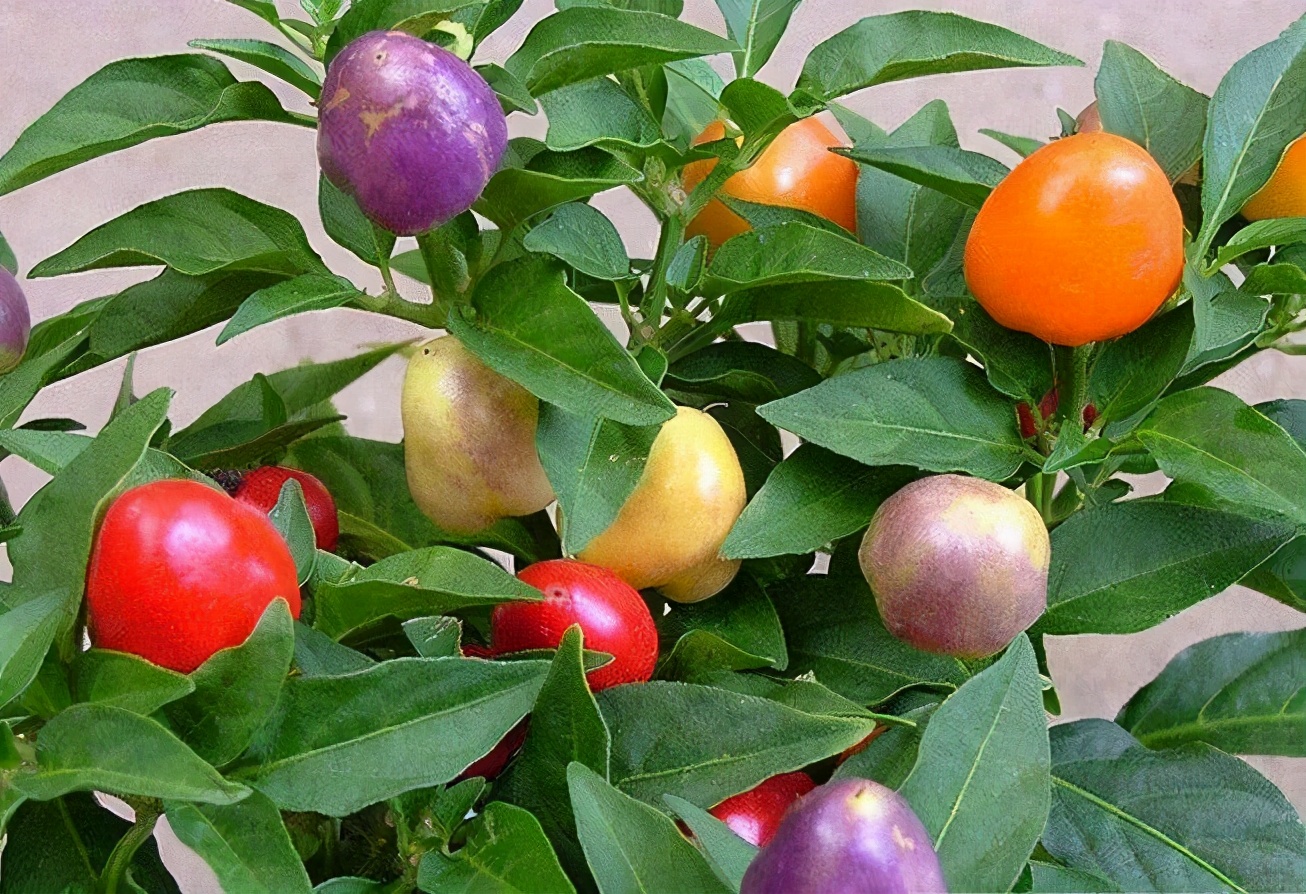 一种辣椒小盆栽,五颜六色,名叫五彩椒!|五彩椒|盆栽|植株_新浪新闻