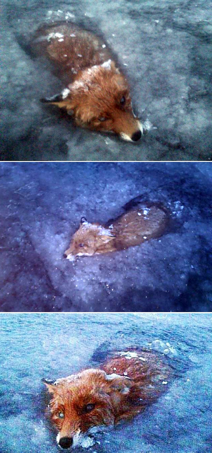 冻死的狐狸:老天爷,你不要就可着我们狐族的下冰封技能好吗?