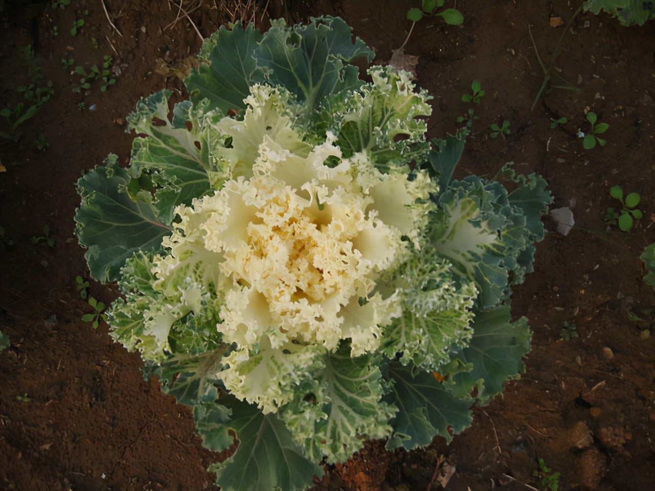 一种能当观赏花的菜名叫羽衣甘蓝冬天最耐冻