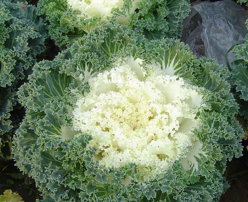 一种能当观赏花的菜名叫羽衣甘蓝冬天最耐冻