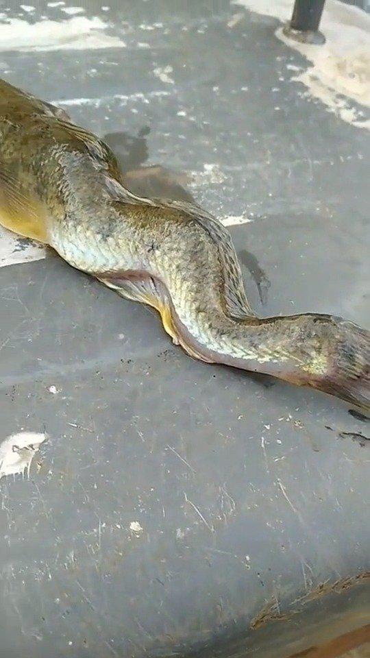 小伙野外钓鱼,钓到了一条大鱼,嘴巴好大,这是什么鱼?