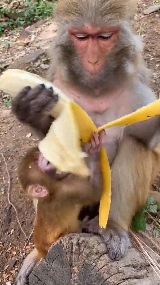 猴子吃香蕉,比人都讲究,真的要成精了!