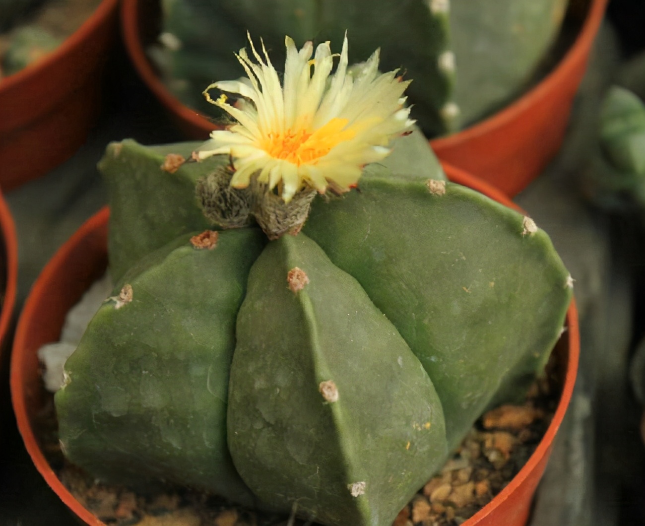 一种特殊多肉名叫鸾凤玉外形圆滚滚