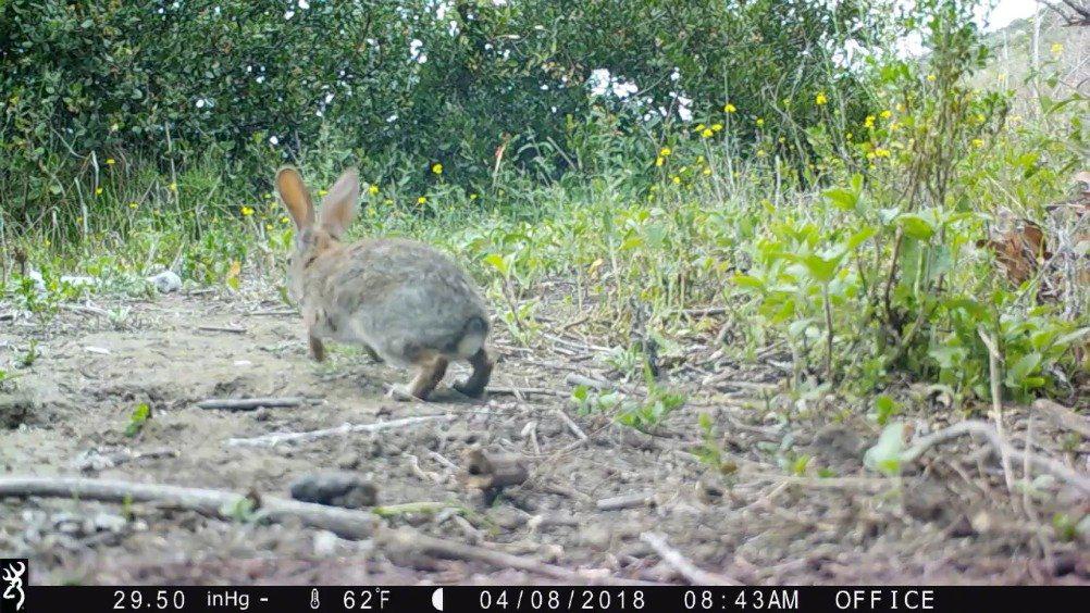 兔子走路是什么样子的?
