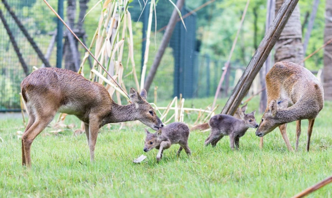 【探索】12只獐即将野放至浦东这片生态廊道→