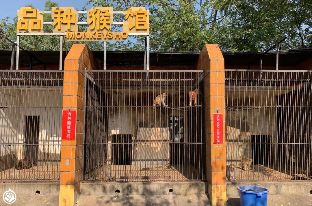 今日,武漢動物園宣佈:從2021年1月1日起,武漢動物園將開始為期兩年