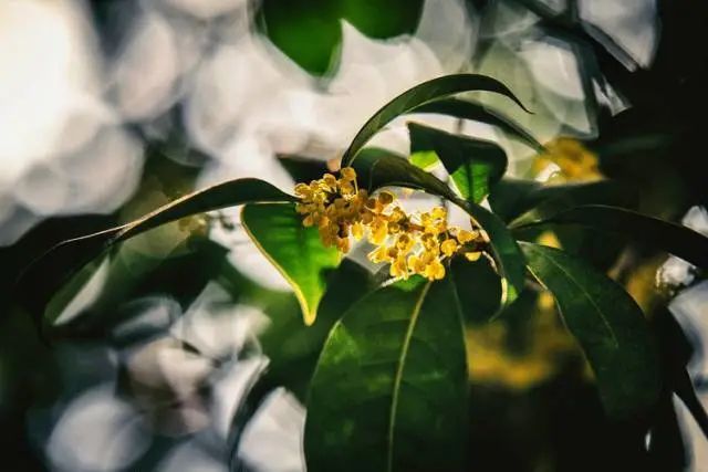 宋院金桂唐宫牡丹林泉煮茶我们的中国香气太美了