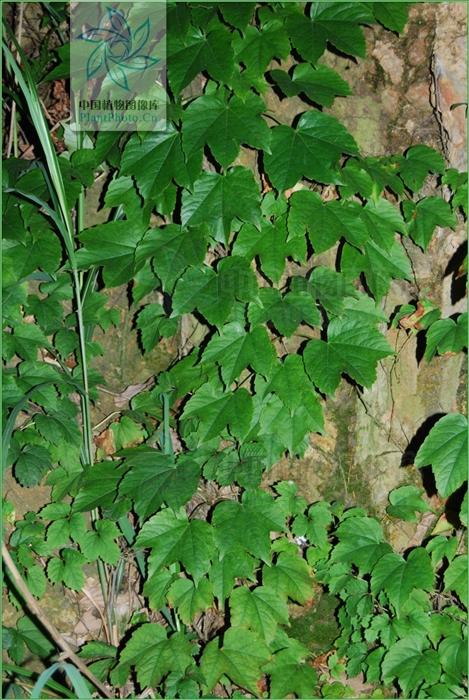 爬山虎见过吗祛风通络主风湿痹痛中风半身不遂偏正头痛