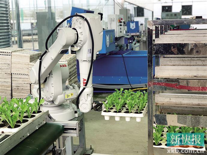 看广州怎样以高科技赋能都市现代农业