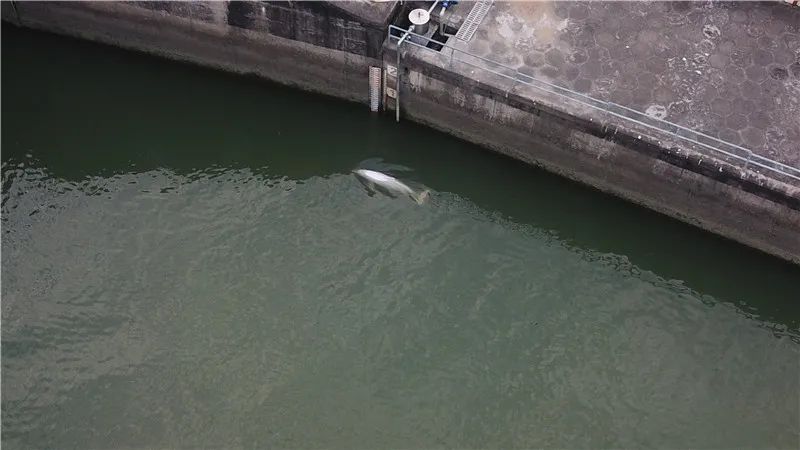 今日17:15,误入佛山沙口水利枢纽站的中华白海豚在站内水闸不停游动