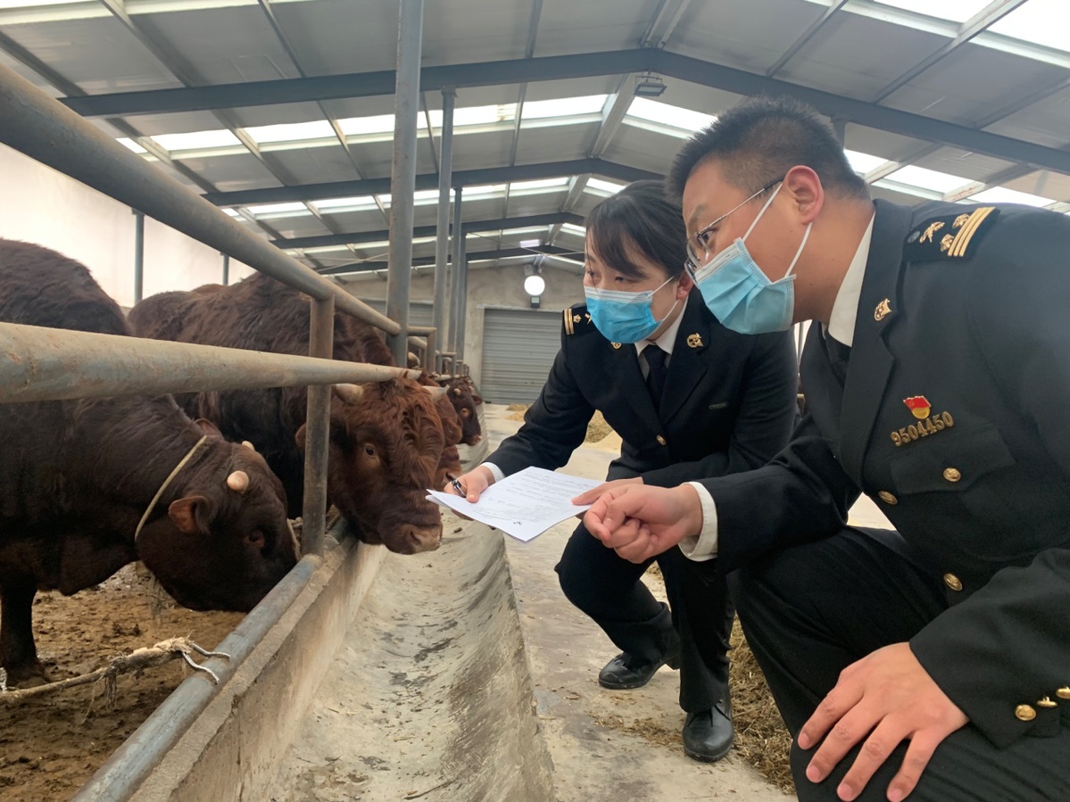 甘肃活牛首次实现自营出口