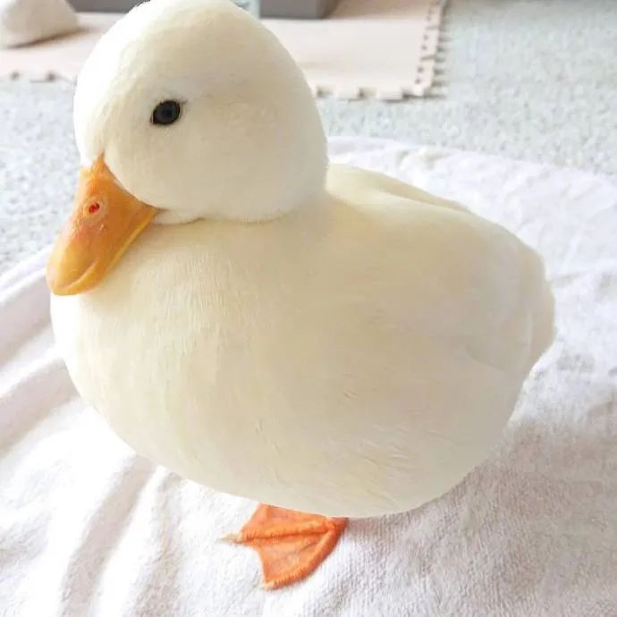 好圆润的宠物鸭鸭rua起来真的是超级幸福