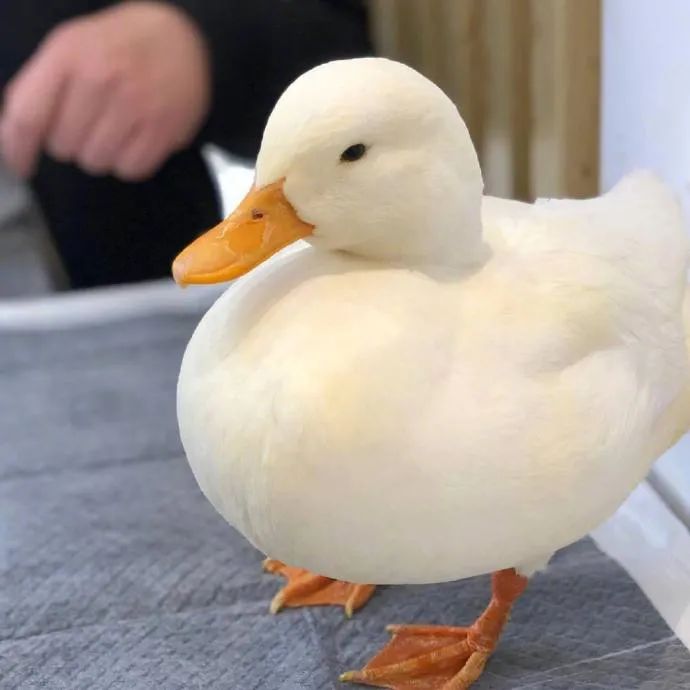 好圆润的宠物鸭鸭rua起来真的是超级幸福