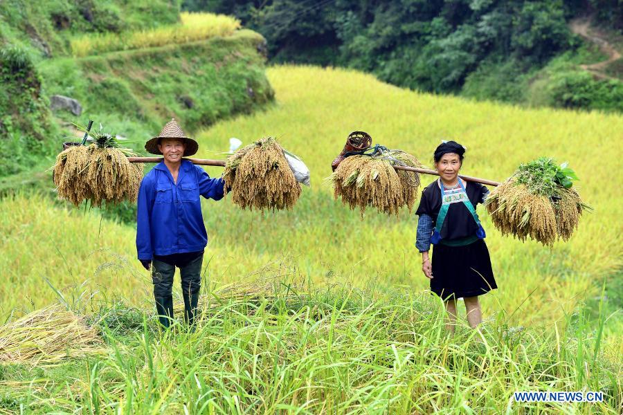 Liang Anhe (L) and his wife Liang Yingmi pose for a photo on their way home with harvested crops in Wuying Village, which lies on the border between south China's Guangxi Zhuang Autonomous Region and southwest China's Guizhou Province, Sept. 10, 2020. The year 2020 is a juncture where China is wrapping up the plan for the 2016-2020 period and preparing for its next master plan. In 2020, China stepped up efforts to shore up weak links regarding people's livelihoods. A slew of measures has been rolled out to address people's concerns in employment, education, basic medical services, the elderly care, housing, public services, etc. (Xinhua/Li Xin)