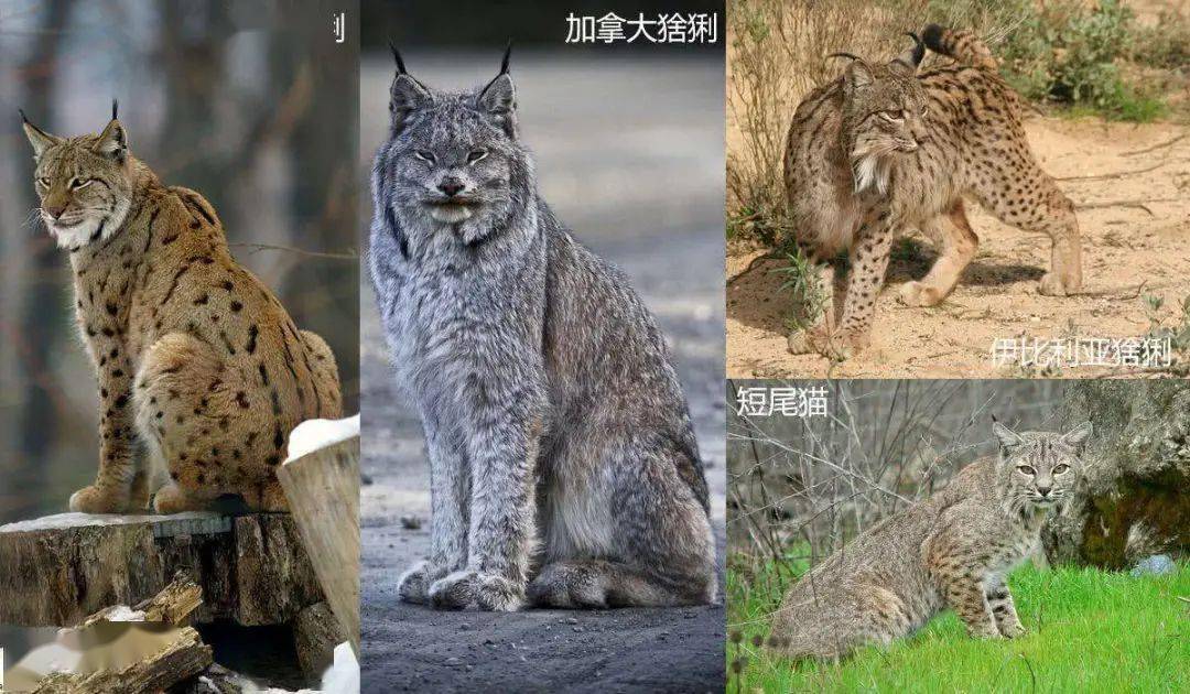 猞猁和藏獒谁更厉害一对一的情况下猞猁可以坚持多久