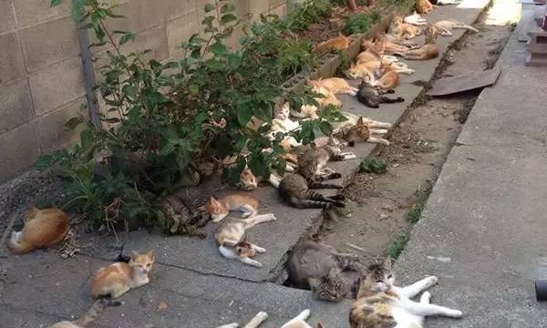 花友种猫薄荷驱赶蚊虫没想到却摊上大事了