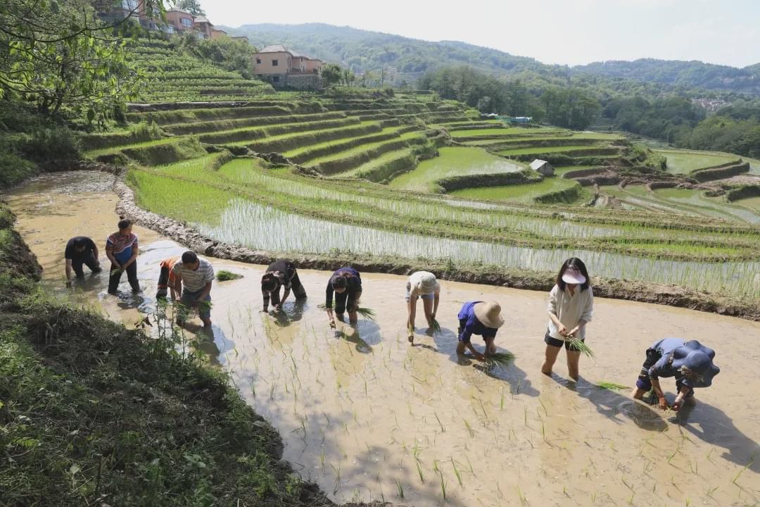 乐了游客,富了村民!云南世博集团"景带村"旅游扶贫赋能乡村