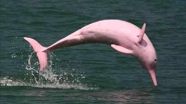 亚马逊河豚 又名亚马逊淡水豚,亚马逊江豚,粉红河豚,粉红淡水