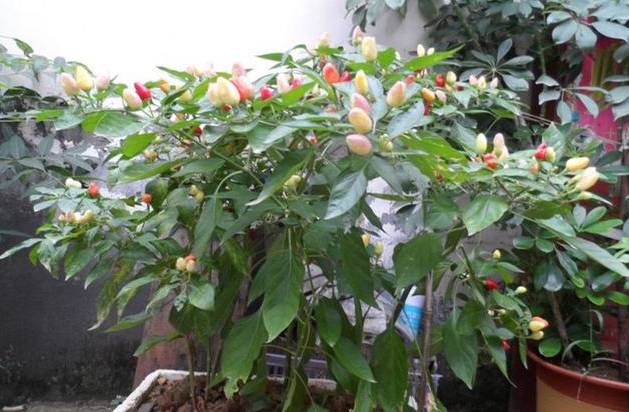 花友在阳台上盆栽五彩椒,邻居看了都想养一盆!|五彩椒|盆栽|阳台_新浪新闻