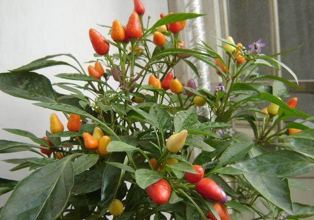 花友在阳台上盆栽五彩椒,邻居看了都想养一盆!|五彩椒|盆栽|阳台_新浪新闻