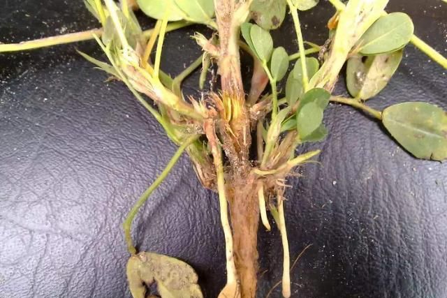 花生茎腐病常造成幼苗成株死亡了解发病规律做好农业化学防治