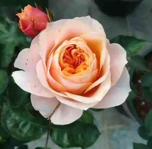 这10种月季都太好看了