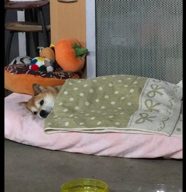 到了中午吃饭时间,柴犬还躺在被窝里一动不动,好像放假时的我啊
