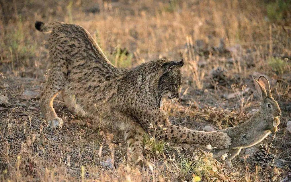 猞猁和藏獒谁更厉害一对一的情况下猞猁可以坚持多久