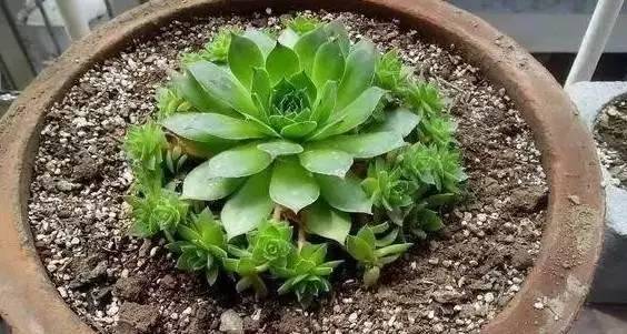 这5种多肉别随便养,小心把你家都给占了!