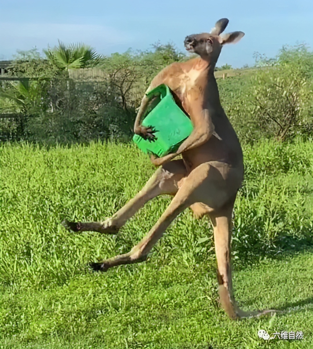 美动物园有一只袋鼠用尾巴站立支撑身体凌空展现发达肌肉力量