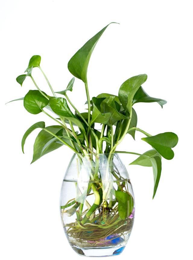 绿萝可以水培吗