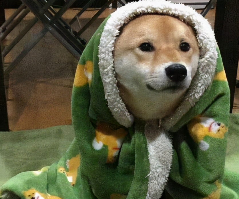 狗狗发抖是什么原因有些答案你可能没有想到