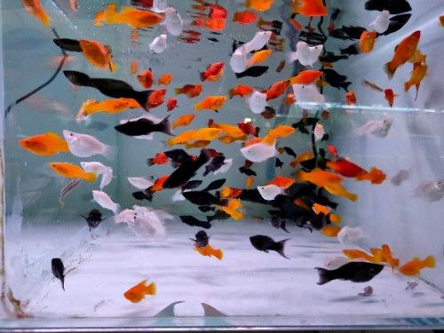 孔雀鱼怎么养你若掌握方法十条变千条不是梦