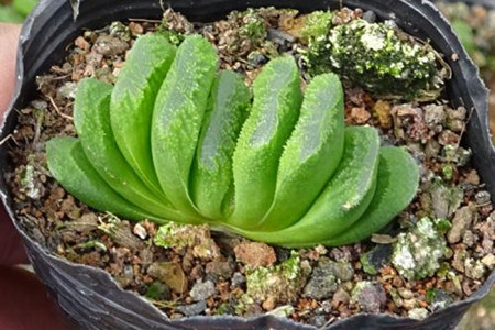 多肉植物玉扇怎么养好