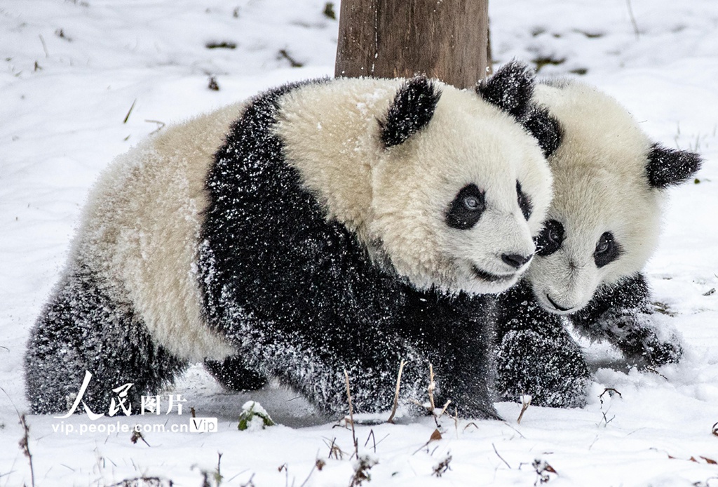 熊猫戏雪 憨态可掬