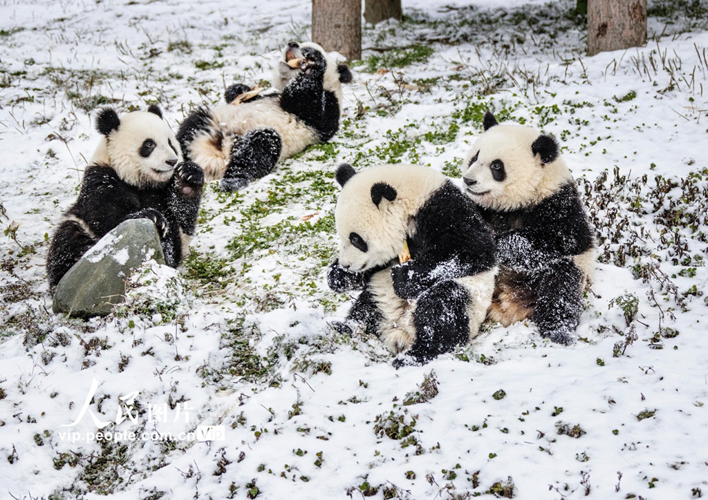 熊猫戏雪 憨态可掬