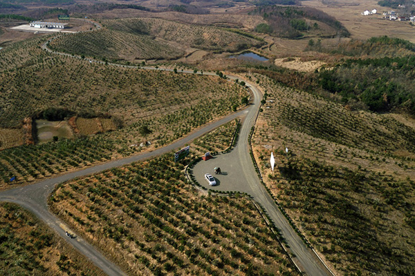 图为国开行融资助力金寨万亩荒山变身油茶林