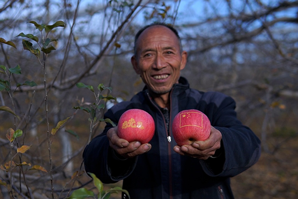 图为在国开行融资支持下，革命老区苹果种植户走上致富路。