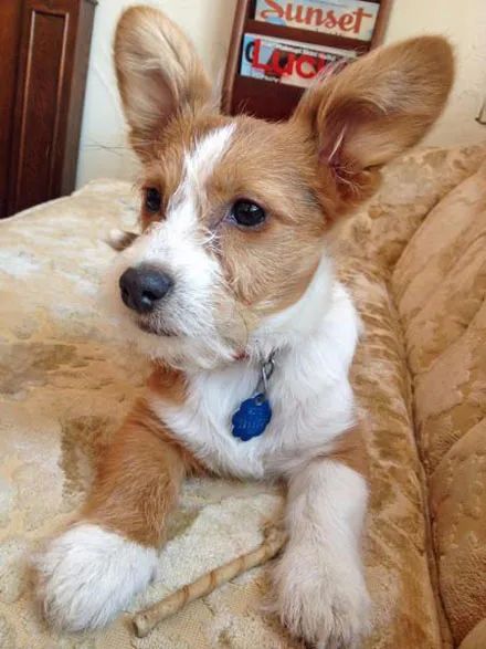 柯基的基因到底有多强大看完这篇文章你就明白了网友连二哈都遭殃了