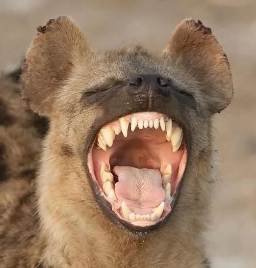 鬣狗被咬断脊椎图片